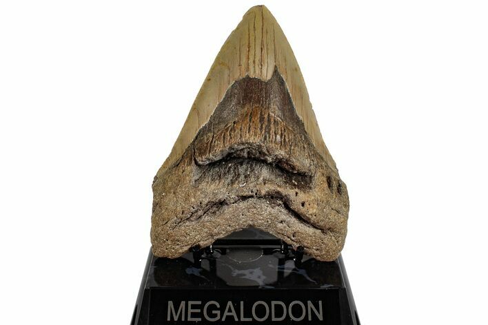 Bargain, Fossil Megalodon Tooth - North Carolina #199698